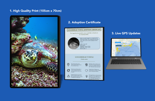 Turtle Adoption Package