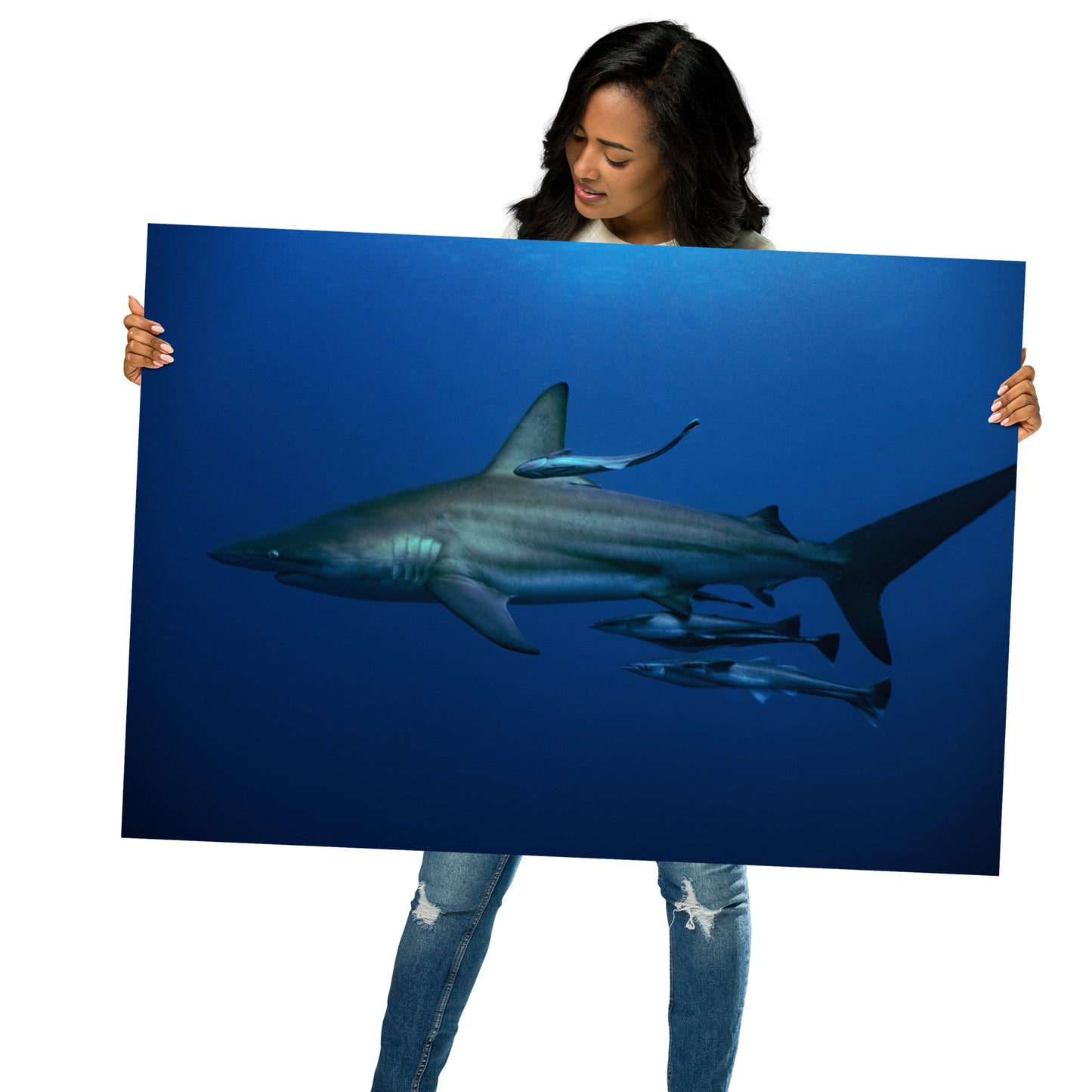 Oceanic Blacktip Shark Print