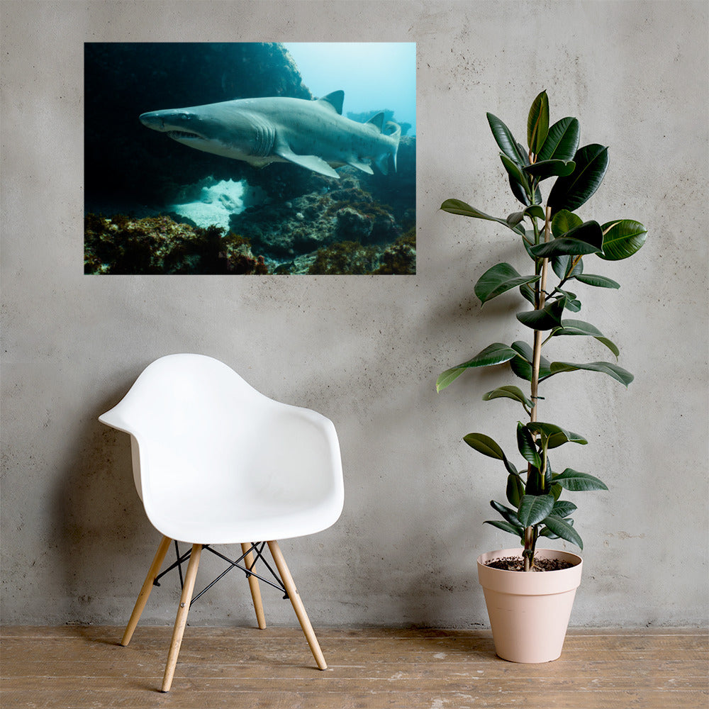 Sand Tiger Shark Print