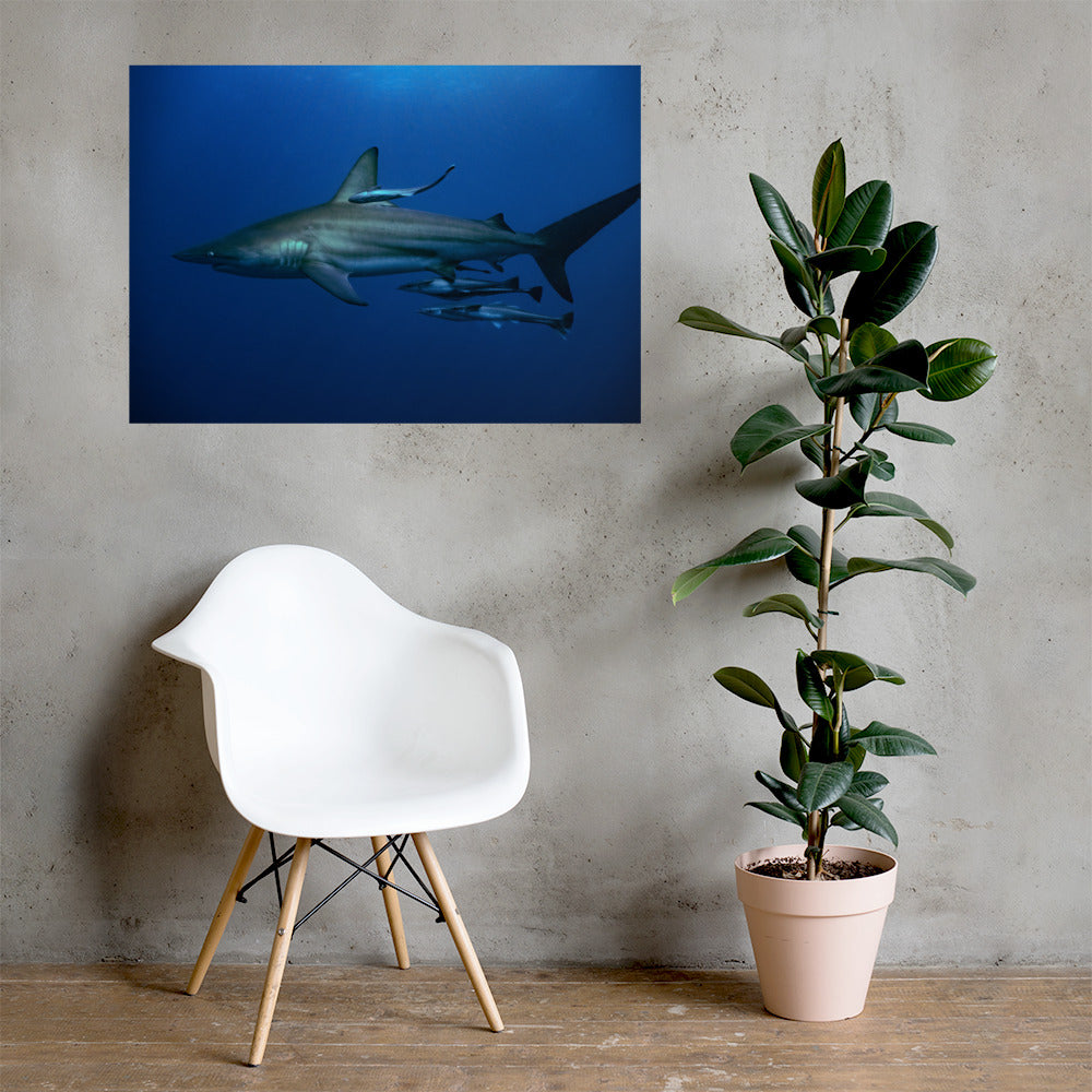 Oceanic Blacktip Shark Print