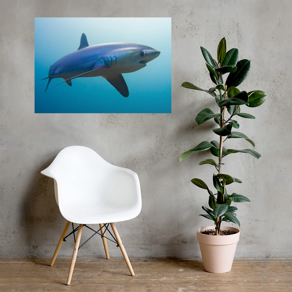 Thresher Shark Print